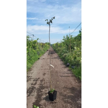 BRZOZA Czerwona szczepiona na pniu Purpurowa - sadzonki 130 / 150 cm